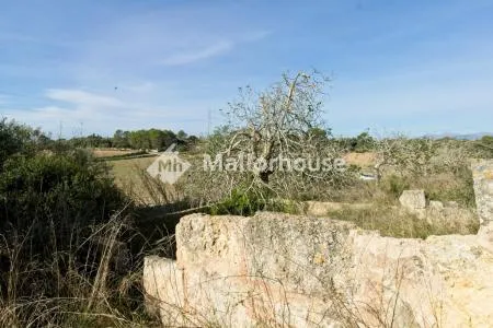 Urbanizable land - Llubí (Llubi), Plot Surface 25600m², Distance to the sea 15 Km. — photo 11