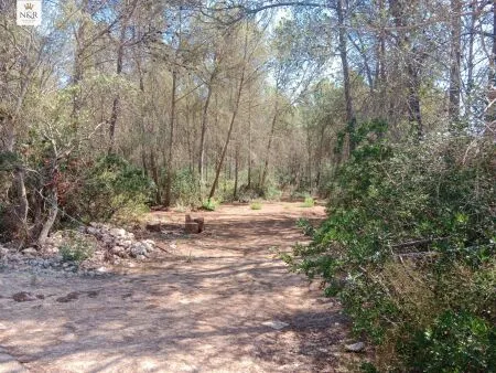 Rural Land - Costitx (S'arisal), Plot Surface 8000m², Distance to the sea 25 Km. — photo 3