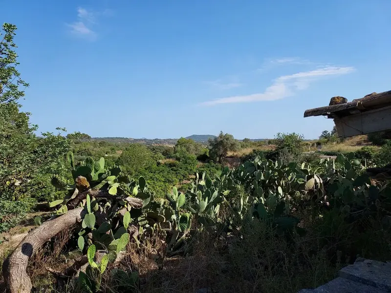 Land in Maria de la Salut, Mallorca — photo 2