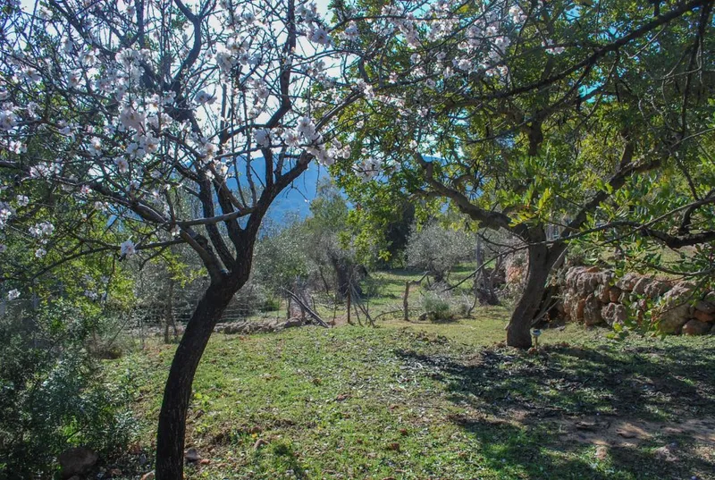Cozy country house in the outskirts with stunning views to Sóller — photo 12