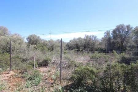 Rustic land - Llucmajor (Cala Pi-Vallgornera), plot surface 100,158 m², distance to the sea 3 km — photo 11