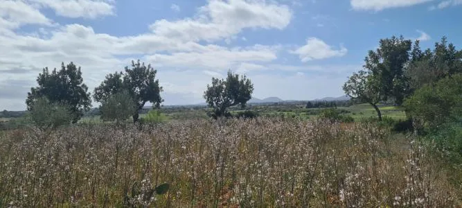 Urban Plot of Land - Santa Eugènia (Ses Alqueries), Plot Surface 2241m² — photo 5