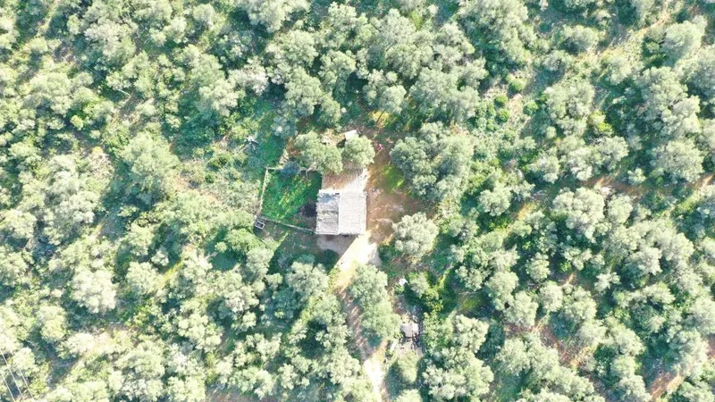 Big finca near Campos with many possibilities — photo 2