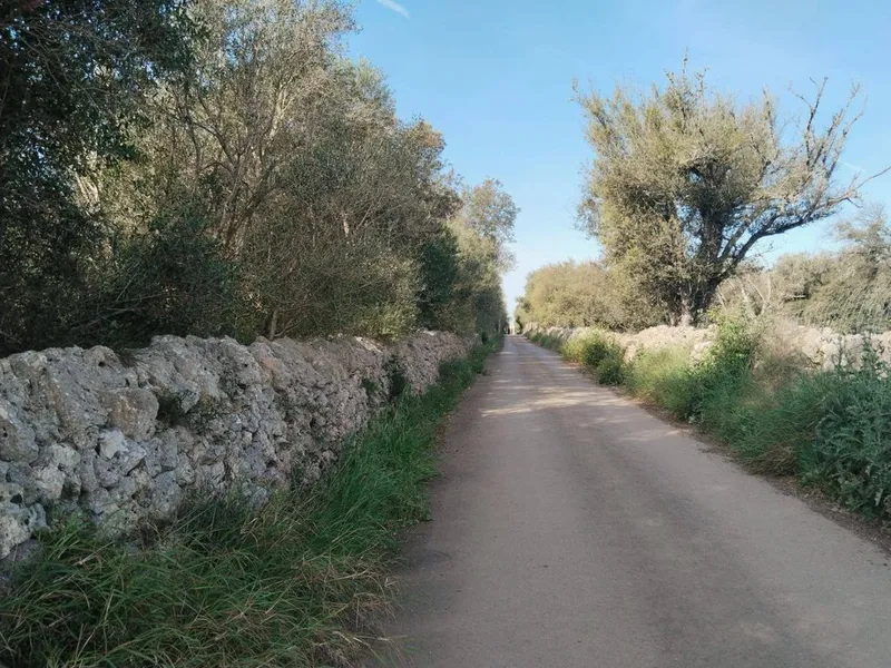 Land in Felanitx, Province of Balearic Islands — photo 10