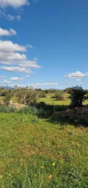 Rural land - Llubí (outskirts of Llubí), plot surface 14,964 m² — photo 5