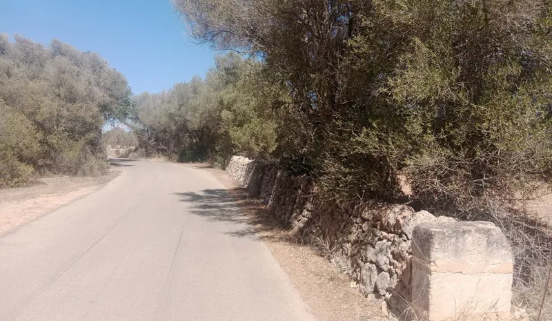 Ultimate rustic plot in Ses Salines, Mallorca for sale — photo 3