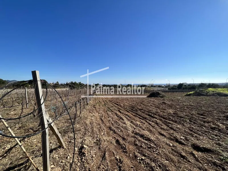 Land for sale in Son Servera of 6451 m2 — photo 6
