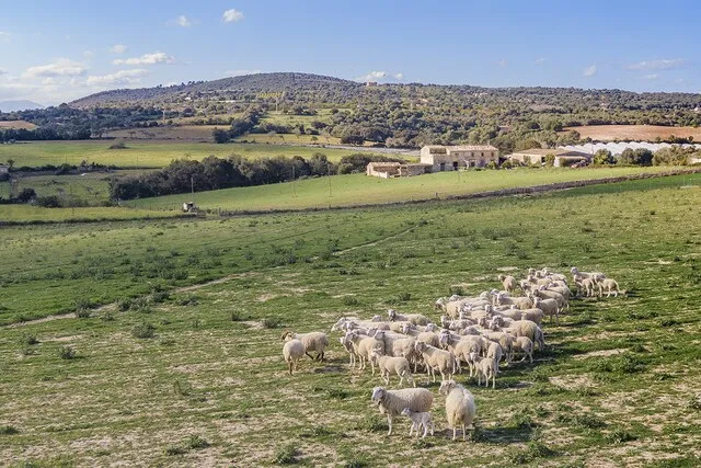Building plots for two luxury fincas for sale in Manacor, Mallorca — photo 11