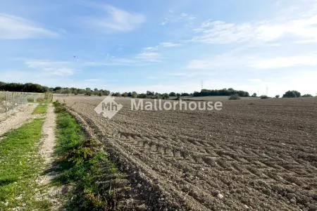 Urbanizable land - Llubí (Llubi), Plot Surface 25600m², Distance to the sea 15 Km. — photo 4