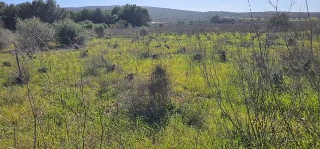Rural Land - Santa Maria del Cami, Plot Surface 7076m² — photo 7