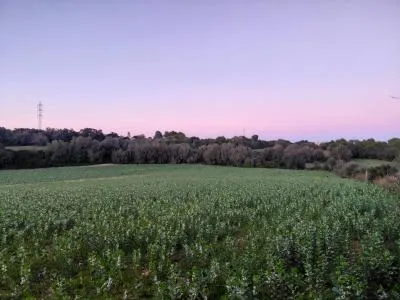 Rustic Land - Manacor (Manacor Centro), Plot Surface 14300m², Distance to the sea 12 Km. — photo 5
