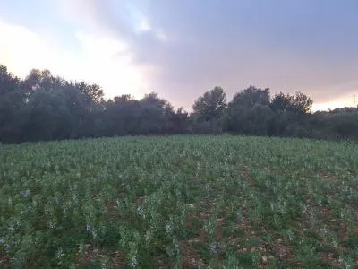 Plot of land - Manacor (Son más) — photo 4