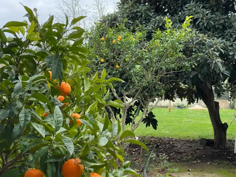 Charming rustic finca for sale with certificate of occupancy, 15 min from Palma, 301 m2 built, distributed over 3 floors on a plot — photo 4