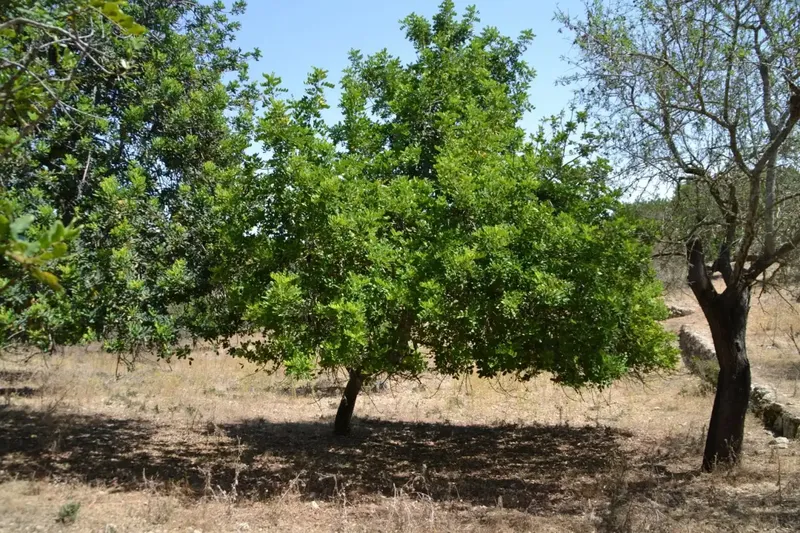A step from the village we have this rustic estate of more than 14,000 m2, with an old construction of about 50 m2, there is the possibility of co — photo 6