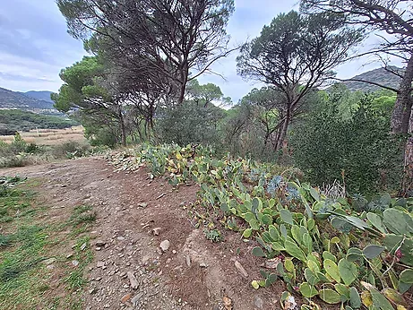 Rustic property for sale in Port de la Selva — photo 1