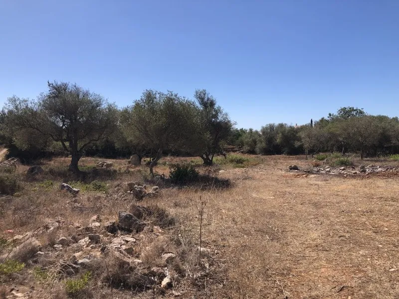 Plot of approximately 14,634 m² just a few minutes from Ses Salines. — photo 2