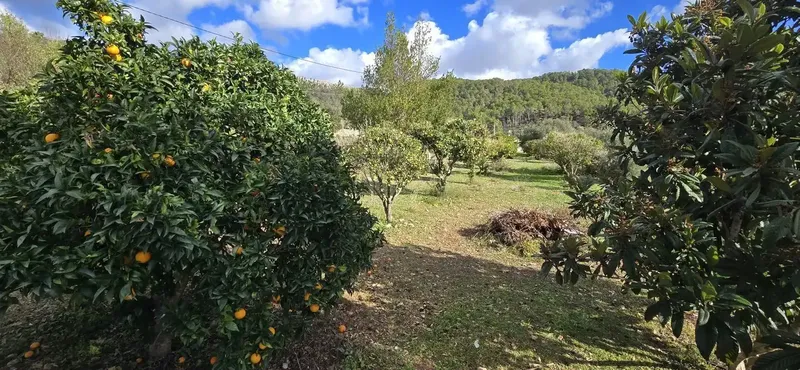 SalReo Int presents this charming rural estate on the outskirts of Andratx. — photo 4