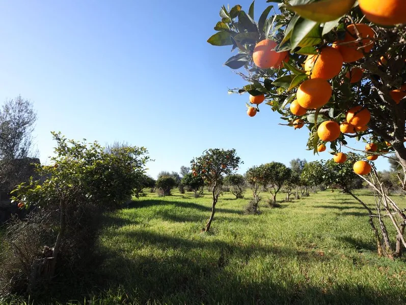 Land in Binissalem, Province of Balearic Islands — photo 9