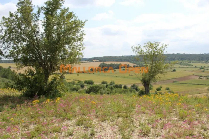 Rustic land for sale in Villafranca — photo 8