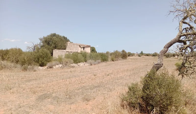 Stunning rustic land with planning project near Campos, Mallorca — photo 2