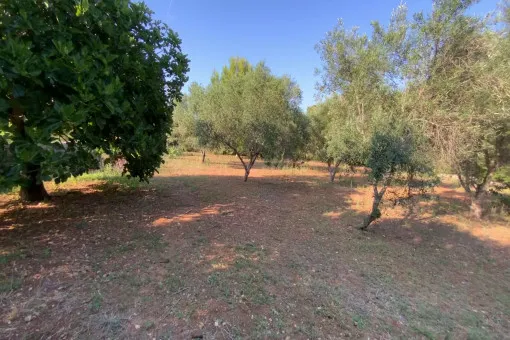 Pollensa, country house in absolute rural idyll in Pollença with pool and holiday rental license — photo 8