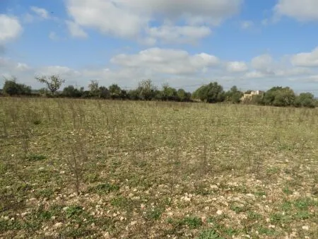 Rural Land - Manacor, Plot Surface 14740m² — photo 3