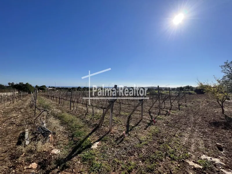 Land for sale in Son Servera of 6451 m2 — photo 5