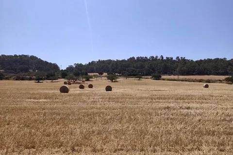 Land in Porreres, Mallorca — photo 5