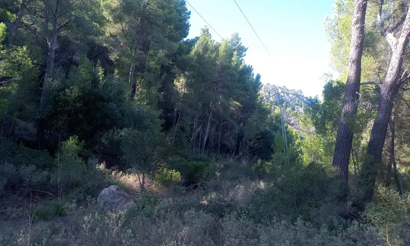 Rustic plot in Son Fortuny – Estellencs — photo 1
