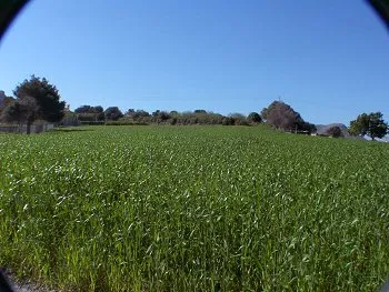 Building Plot for Sale in Alcúdia, Mallorca, Baleares, Mallorca — photo 2