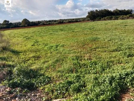 Rural Land - Llubí (Llubi), Plot Surface 3500m², Distance to the sea 15 Km. — photo 4