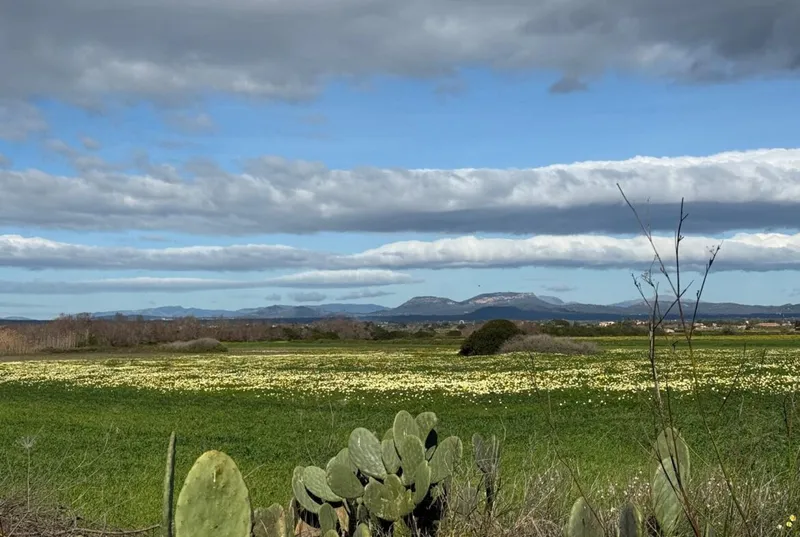 Rustic finca with cottage in Ses Salines — photo 3