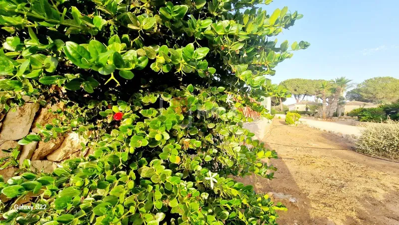 Plot for sale – Ses Salines (Mallorca) — photo 11
