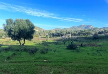 Terreno en Felanitx — photo 4