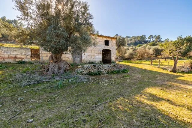 Beautiful plot for sale with 'bancales' between Selva and Caimari, Mallorca — photo 5