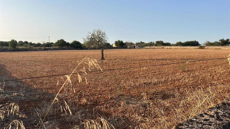 Plot with basic project 5 minutes from Can Picafort — photo 9