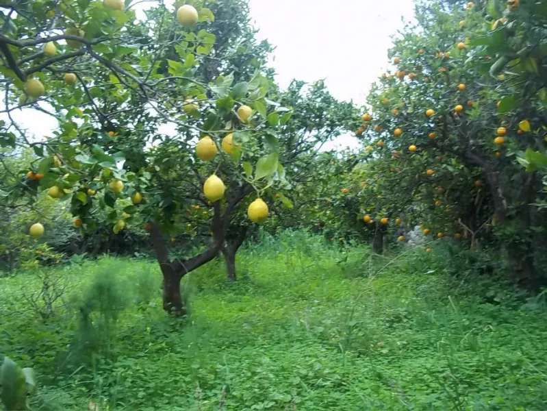 Garden plot in Fornalutx — photo 2