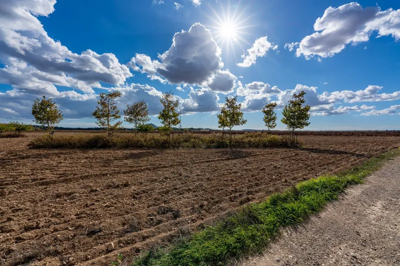 Mediterranean building plot with approved finca project and panoramic views near Manacor — photo 9