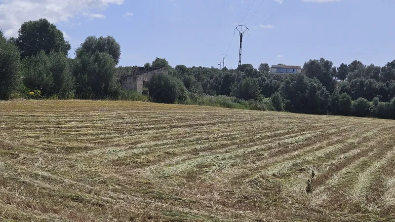 Rustic estate of 6,876 m2 in Muro — photo 5