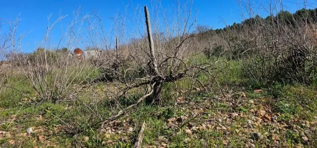 Rural Land - Santa Maria del Cami, Plot Surface 7076m² — photo 3