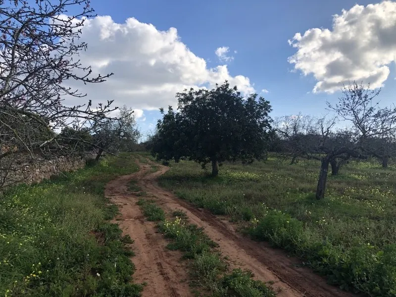 Plot very well located between Santanyi and Cas Concos — photo 3