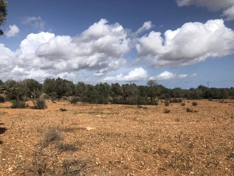 Plot on the outskirts of Ses Salines — photo 2