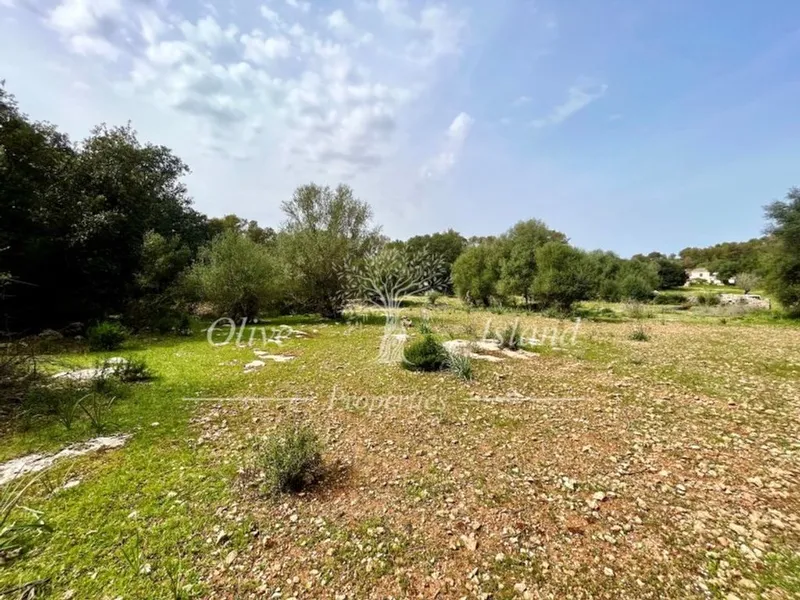 Land in Algaida, Province of Balearic Islands — photo 5