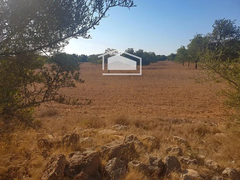 Rustic finca of 19,200 m² in Ses Salines, permit for 400 m² dwelling and pool — photo 3