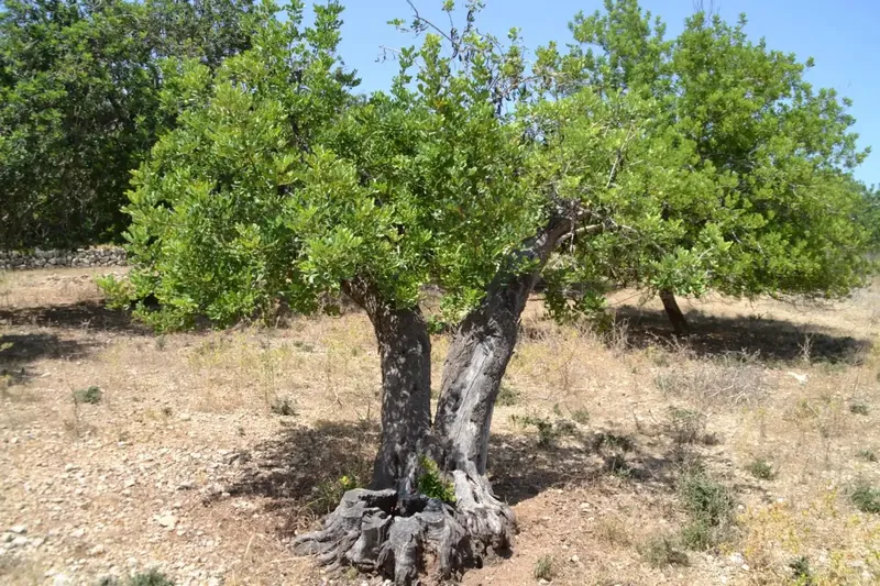 A step from the village we have this rustic estate of more than 14,000 m2, with an old construction of about 50 m2, there is the possibility of co — photo 2