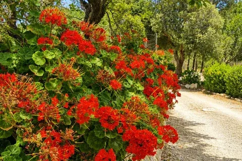 Villa in Pollenca, Mallorca — photo 9
