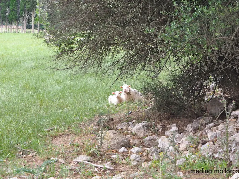 Rustic finca in Maria de la Salut — photo 11