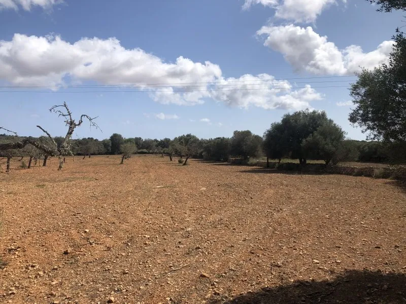 Plot on the outskirts of Ses Salines — photo 4