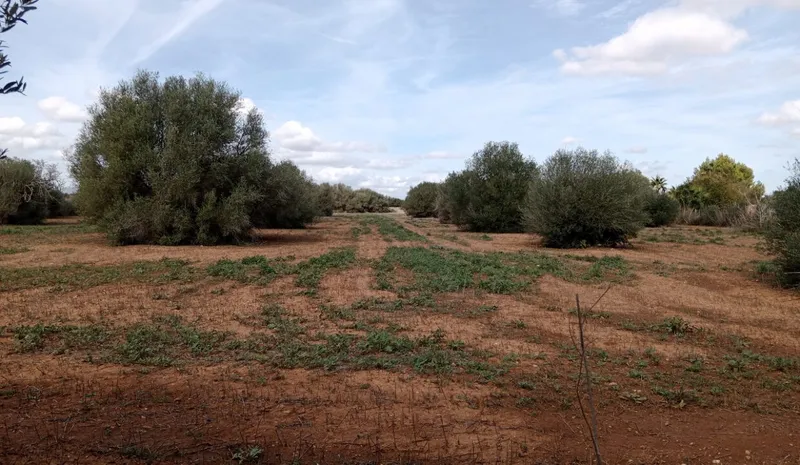 Rustic Land near Campos — photo 4