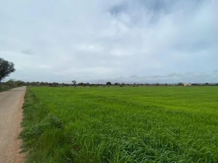 Rural Land - Felanitx, Plot Surface 15817m² — photo 6